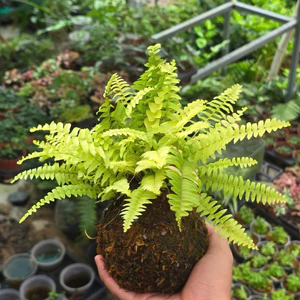 Quả Cầu Rêu Kokedama Dương Sỉ Thái Vàng( Không Kèm Đĩa)