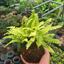 Quả Cầu Rêu Kokedama Dương Sỉ Thái Vàng( Không Kèm Đĩa)