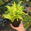 Quả Cầu Rêu Kokedama Dương Sỉ Thái Vàng( Không Kèm Đĩa)