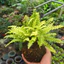 Quả Cầu Rêu Kokedama Dương Sỉ Thái Vàng( Không Kèm Đĩa)
