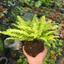 Quả Cầu Rêu Kokedama Dương Sỉ Thái Vàng( Không Kèm Đĩa)