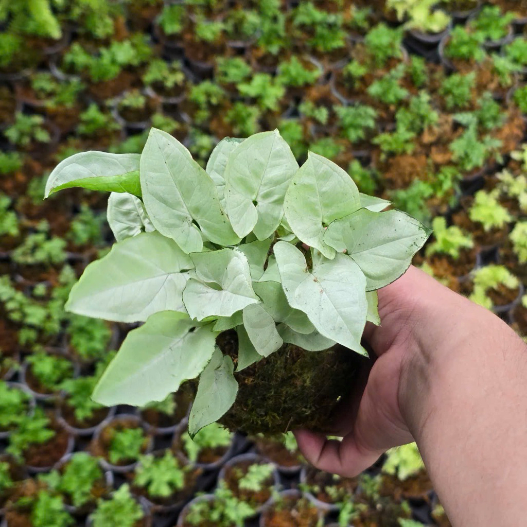 Quả Cầu Rêu Kokedama Trầu Bà Lá Bạc