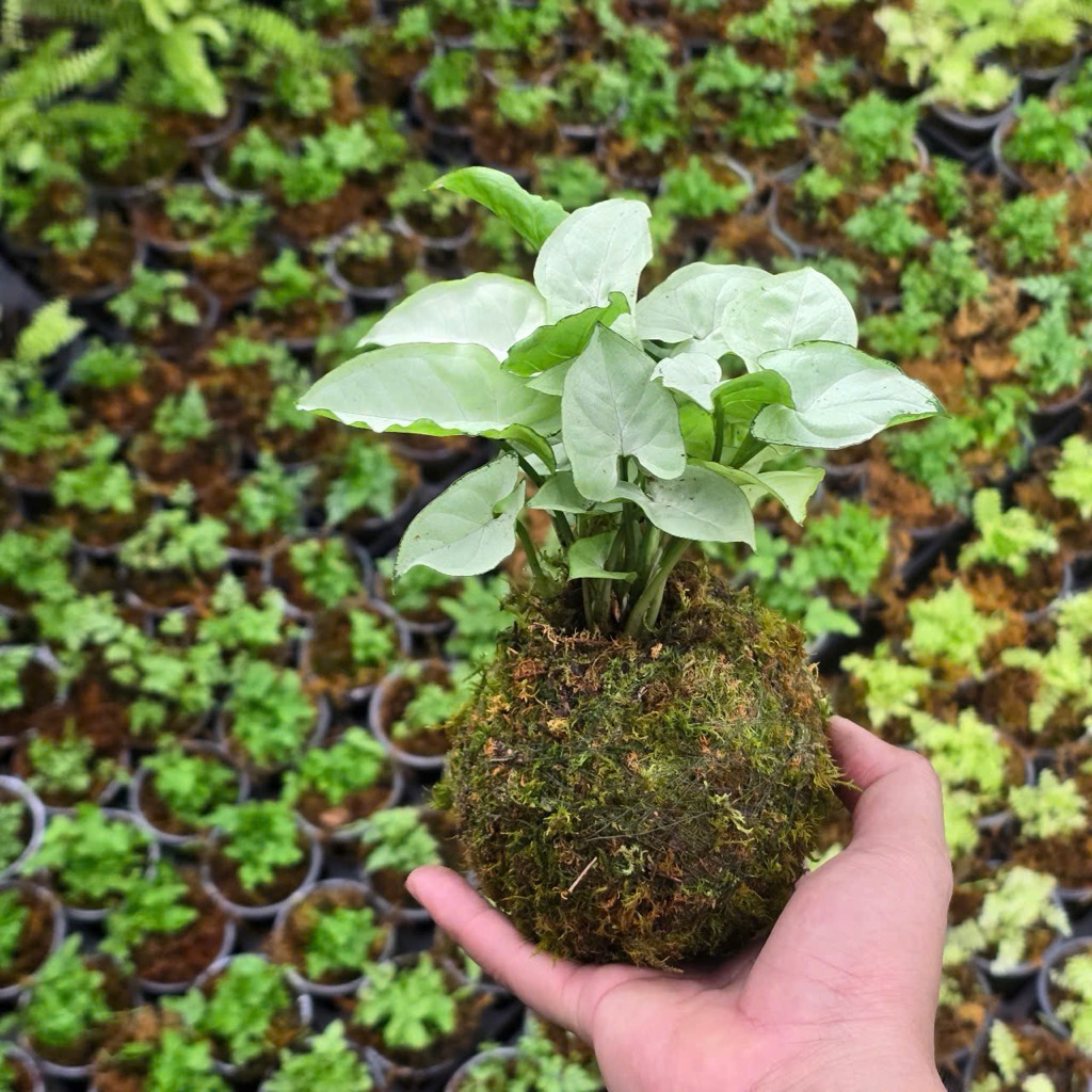 Quả Cầu Rêu Kokedama Trầu Bà Lá Bạc