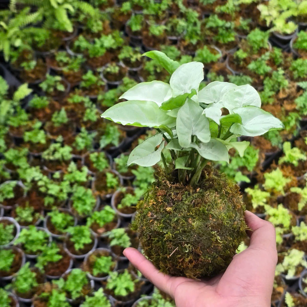 Quả Cầu Rêu Kokedama Trầu Bà Lá Bạc