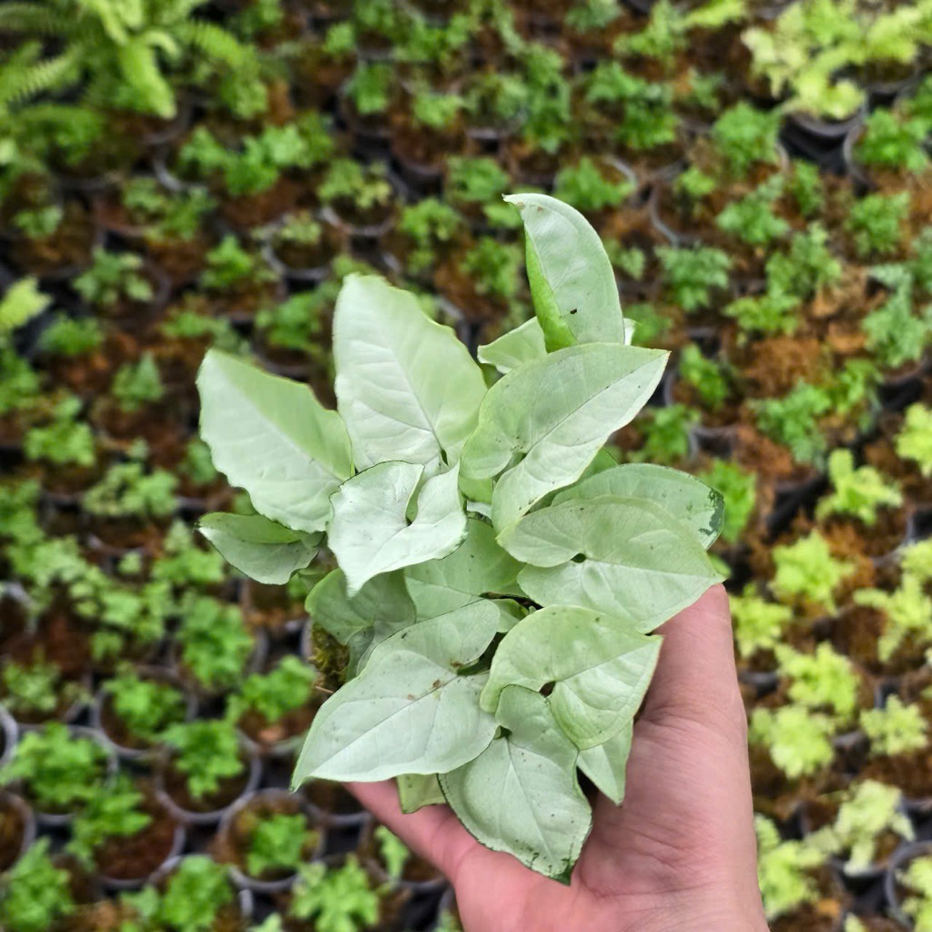 Quả Cầu Rêu Kokedama Trầu Bà Lá Bạc