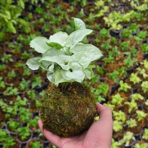 Quả Cầu Rêu Kokedama Trầu Bà Lá Bạc