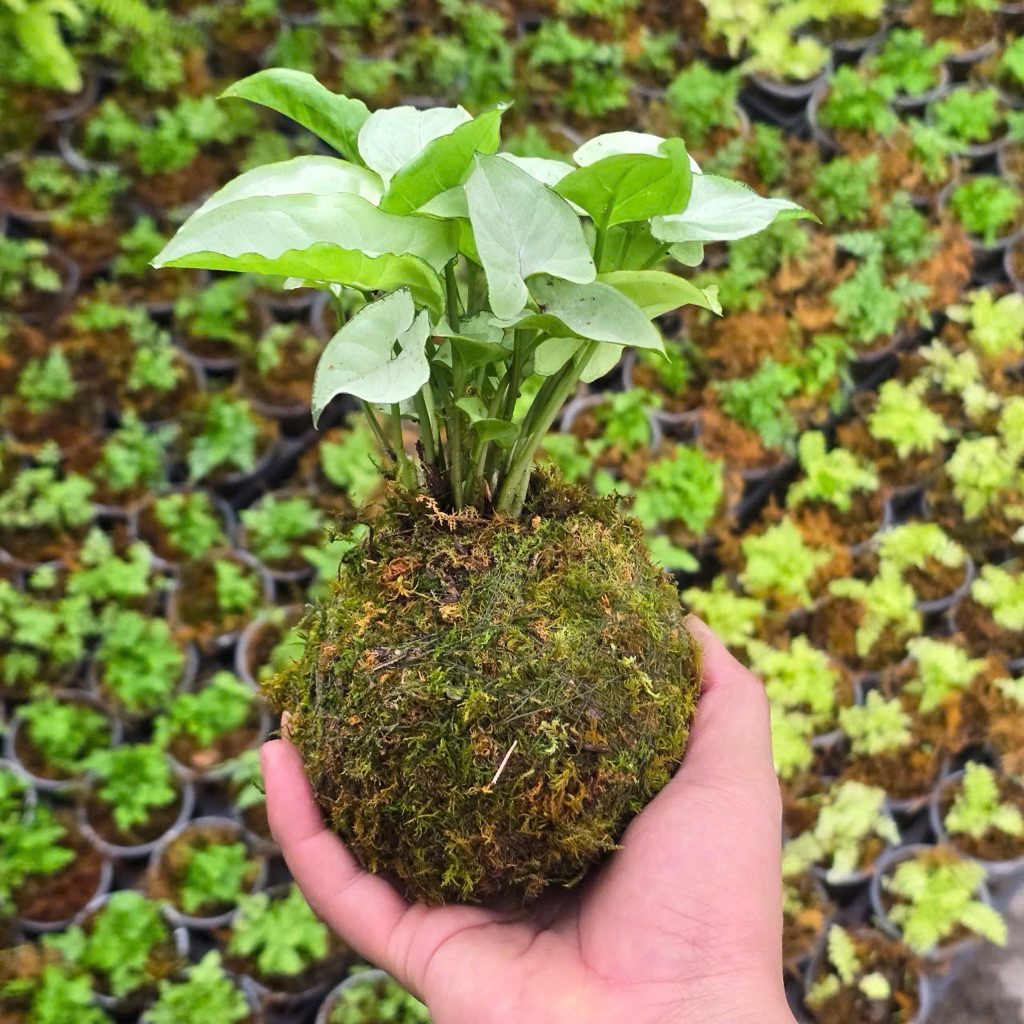Quả Cầu Rêu Kokedama Trầu Bà Lá Bạc