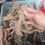 Rễ Rừng Khúc Gốc 100g