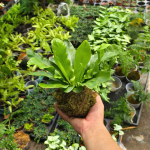 Quả Cầu Rêu Kokedama Ổ Phụng