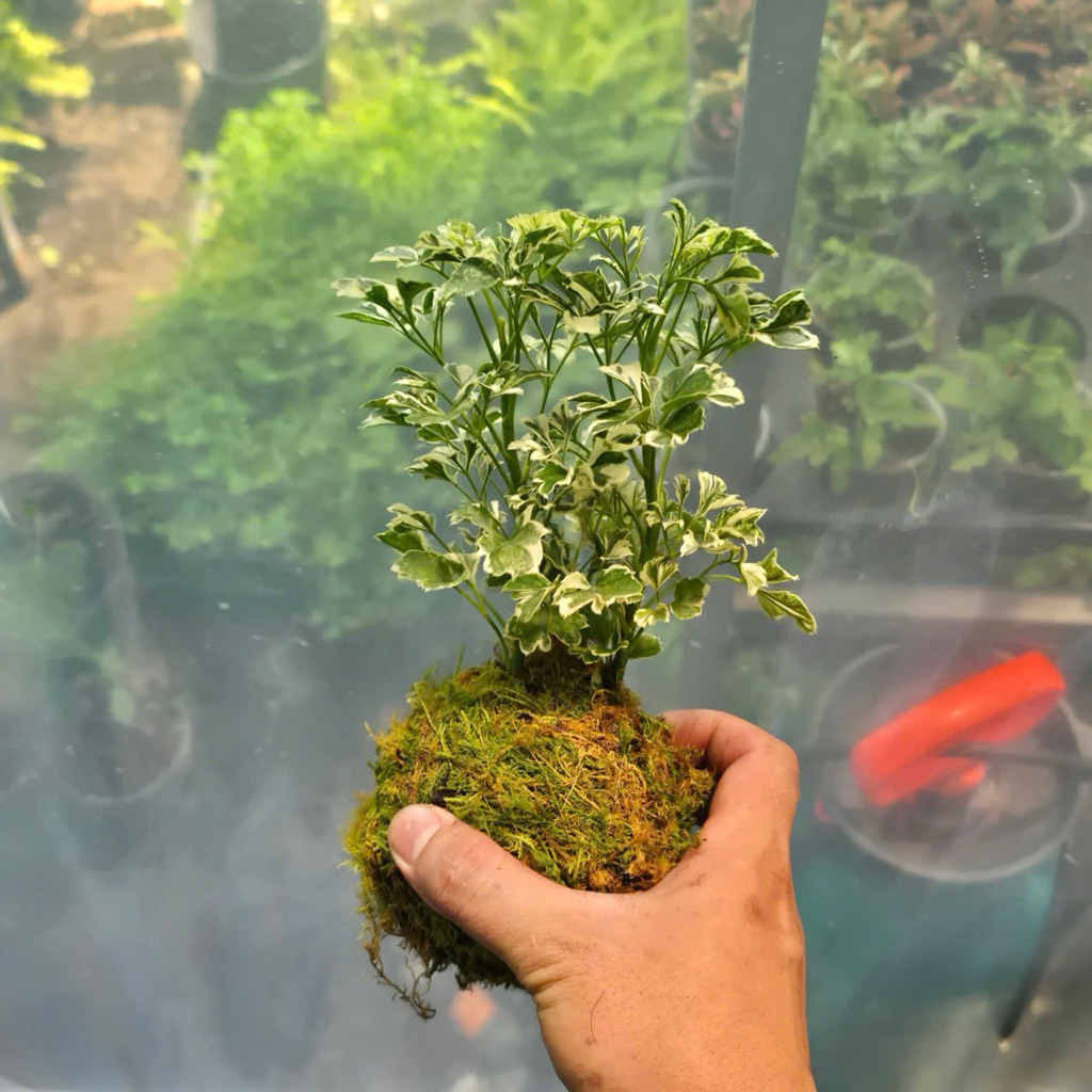 Quả Cầu Rêu Kokedama Đinh Lăng Cẩm Thạch