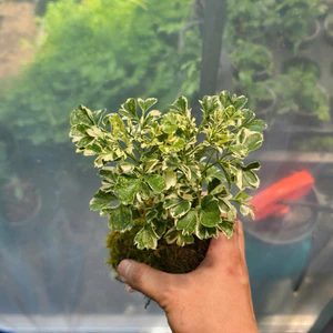 Quả Cầu Rêu Kokedama Đinh Lăng Cẩm Thạch