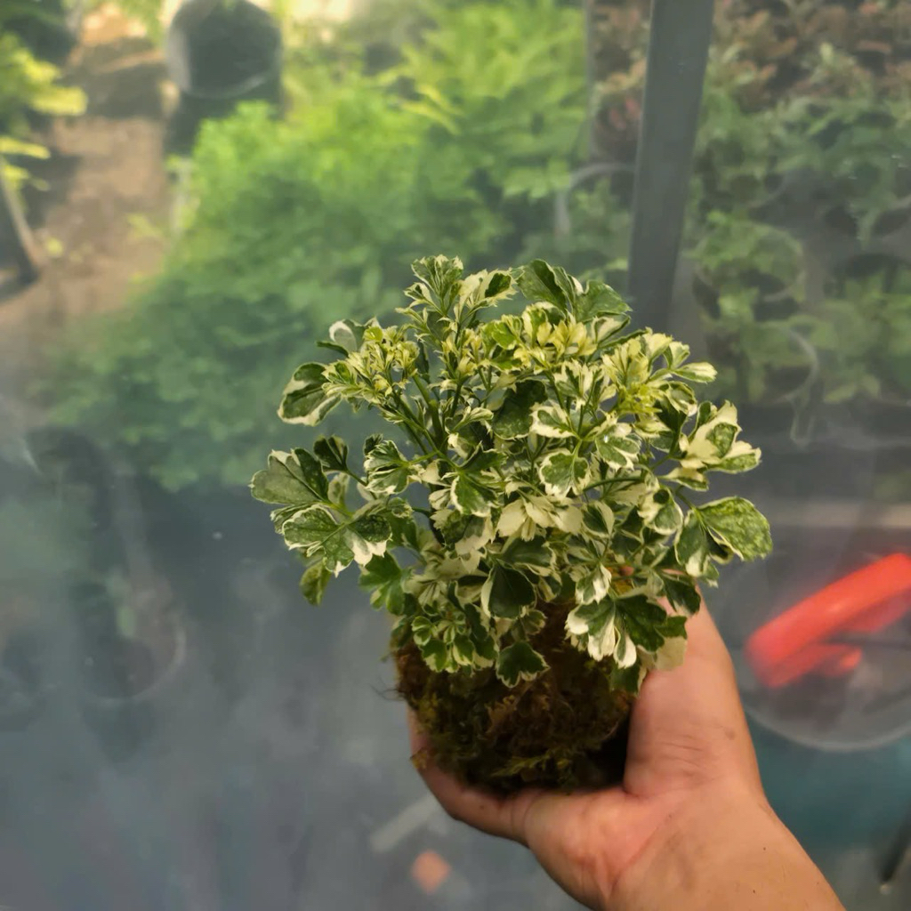 Quả Cầu Rêu Kokedama Đinh Lăng Cẩm Thạch