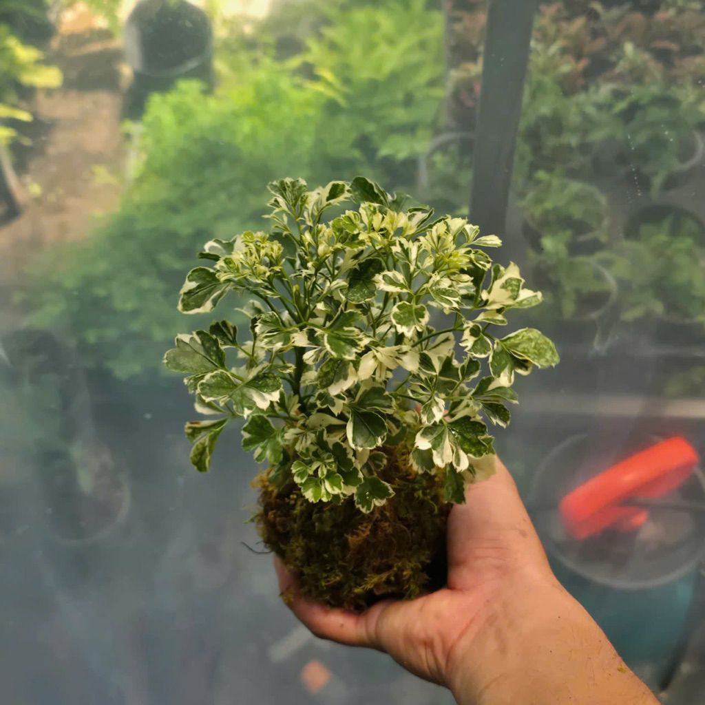 Quả Cầu Rêu Kokedama Đinh Lăng Cẩm Thạch