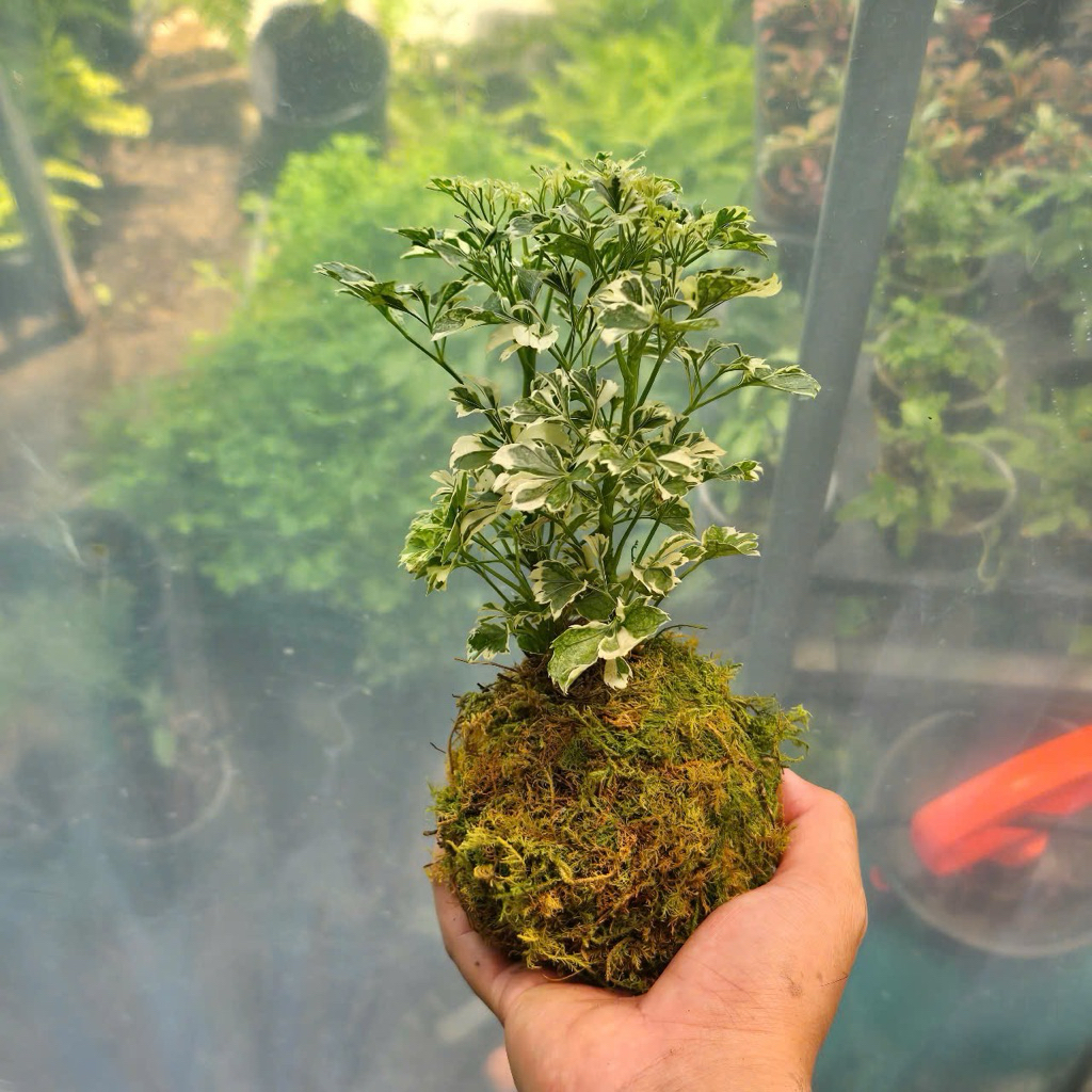 Quả Cầu Rêu Kokedama Đinh Lăng Cẩm Thạch