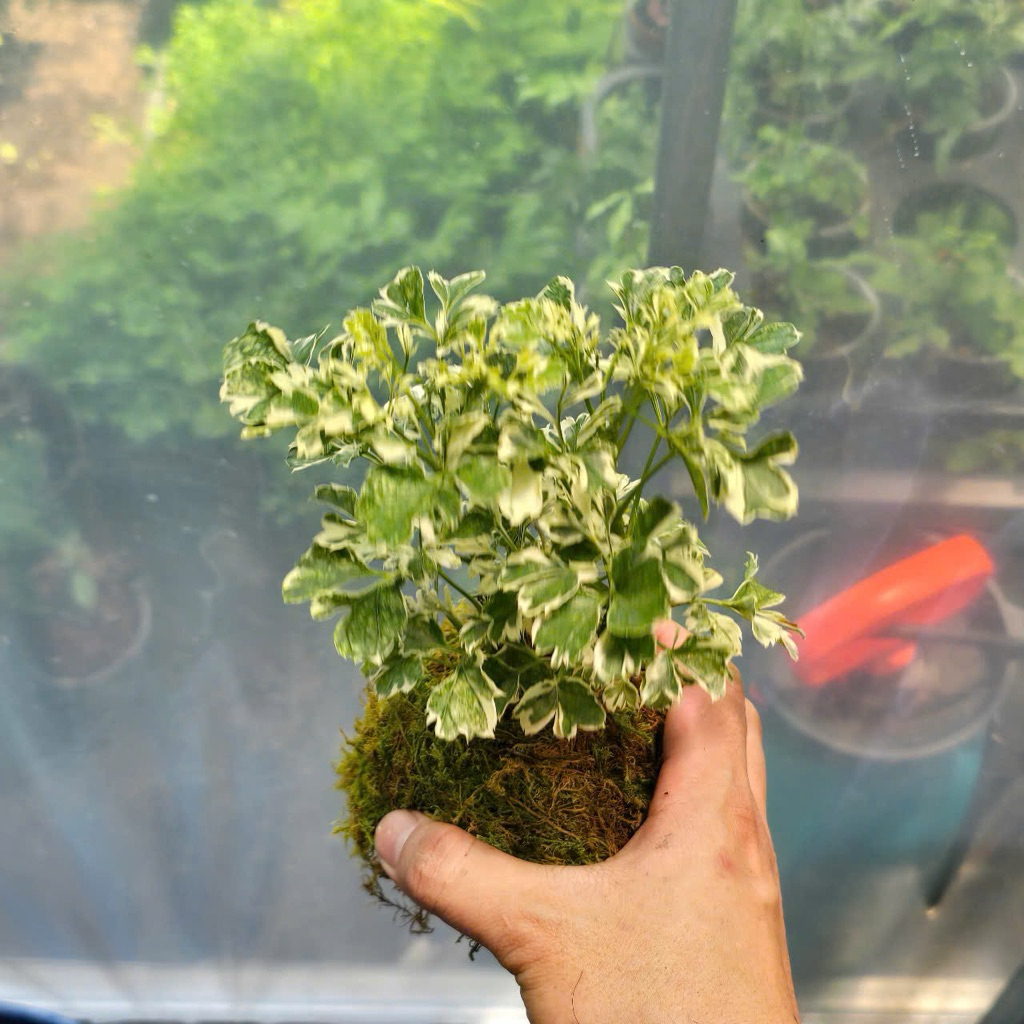 Quả Cầu Rêu Kokedama Đinh Lăng Cẩm Thạch