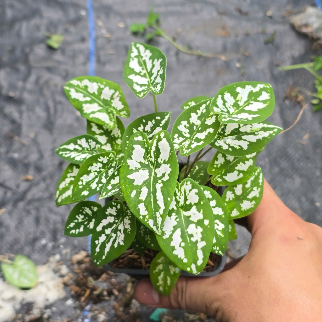 Cây Môn Đốm Mini