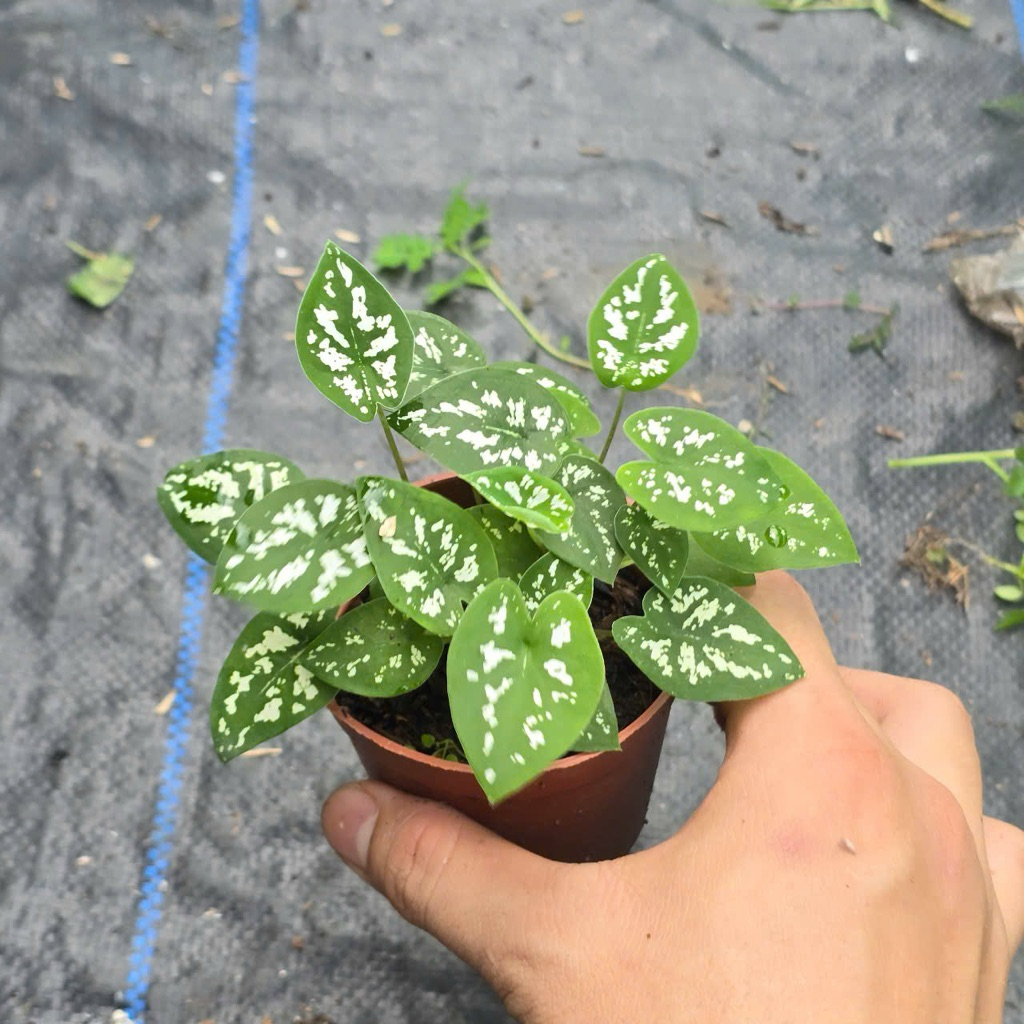 Cây Môn Đốm Mini