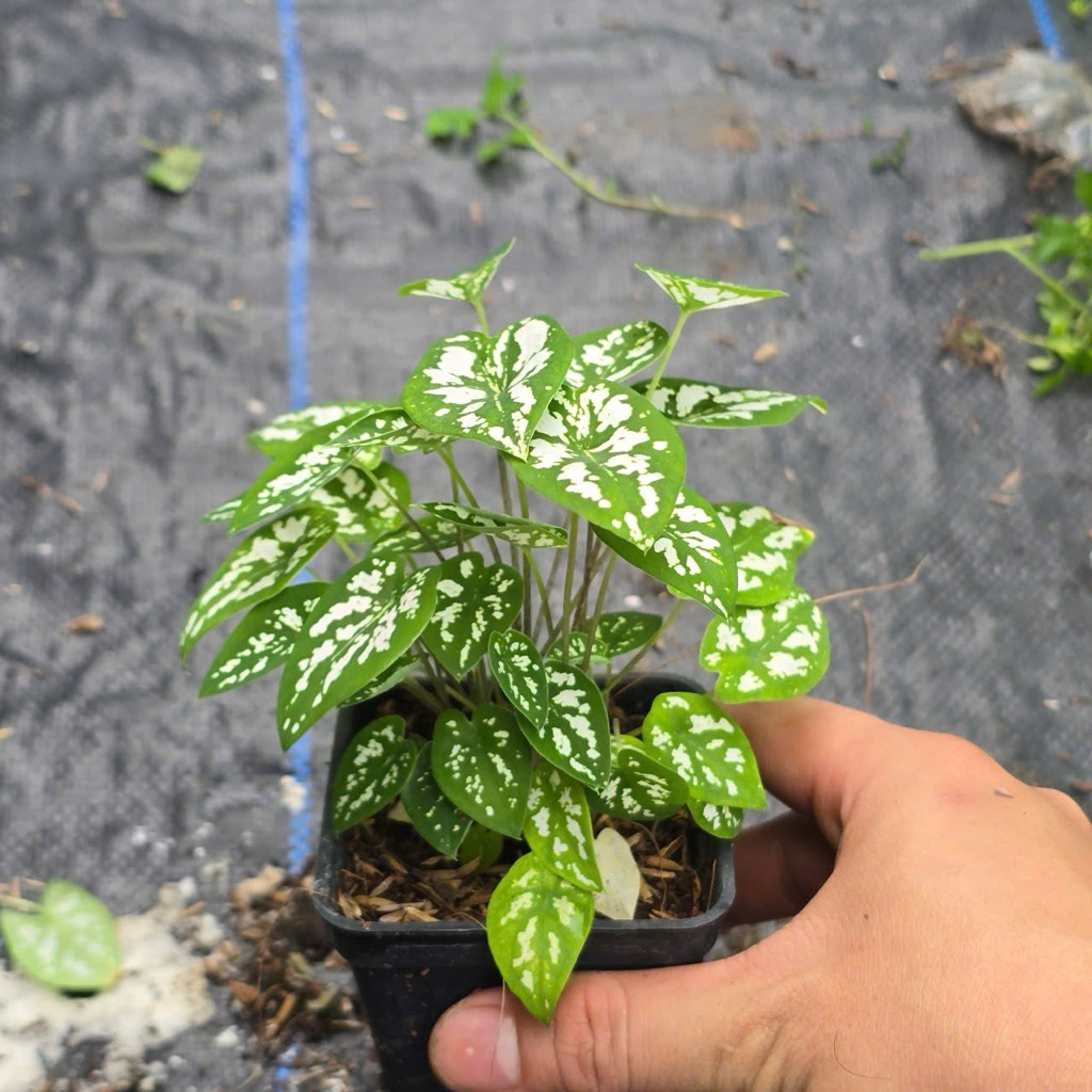 Cây Môn Đốm Mini