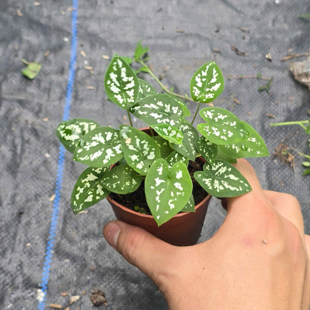 Cây Môn Đốm Mini