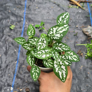 Cây Môn Đốm Mini