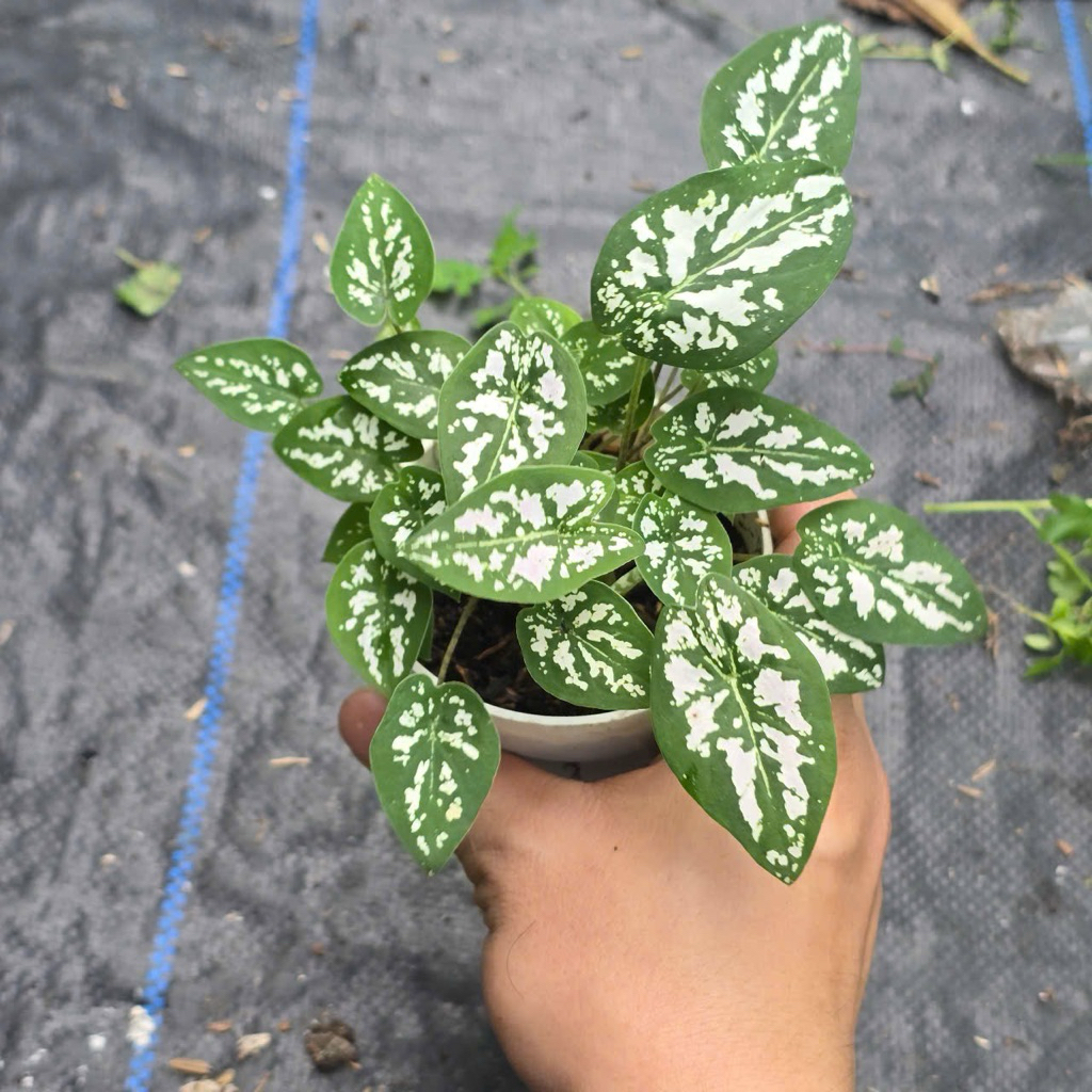 Cây Môn Đốm Mini