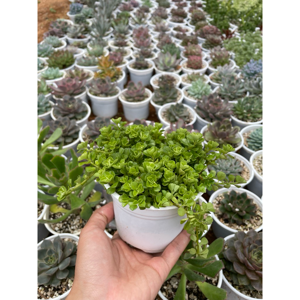 Sedum lục hà size trung 10-12cm LINHDAN GARDEN