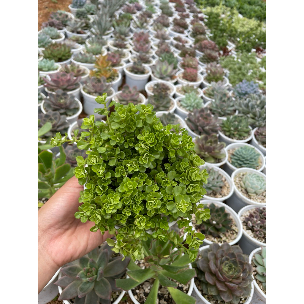 Sedum lục hà size trung 10-12cm LINHDAN GARDEN