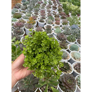 Sedum lục hà size trung 10-12cm LINHDAN GARDEN