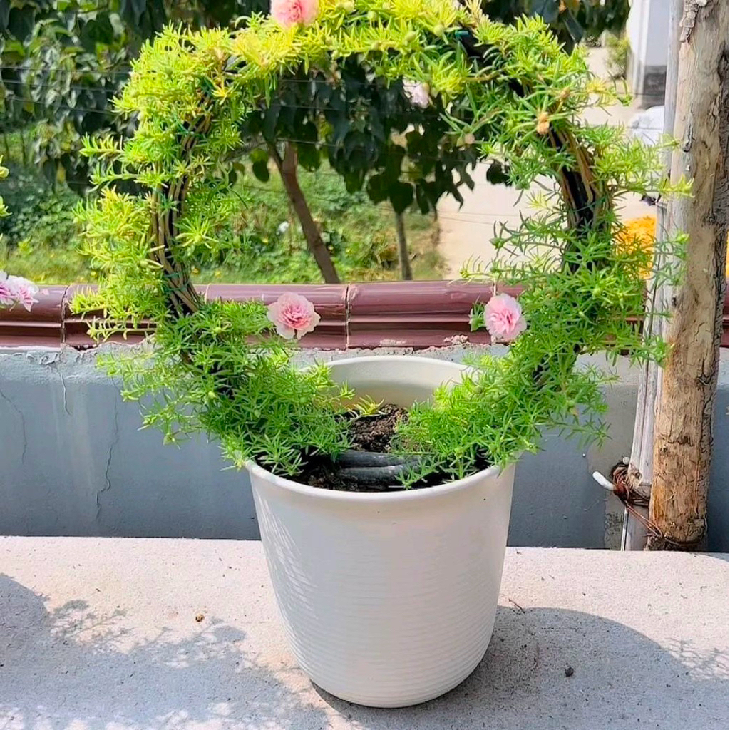 Khung tạo hình bonsai cho hoa và cây cảnh hình tròn , hình trái tim