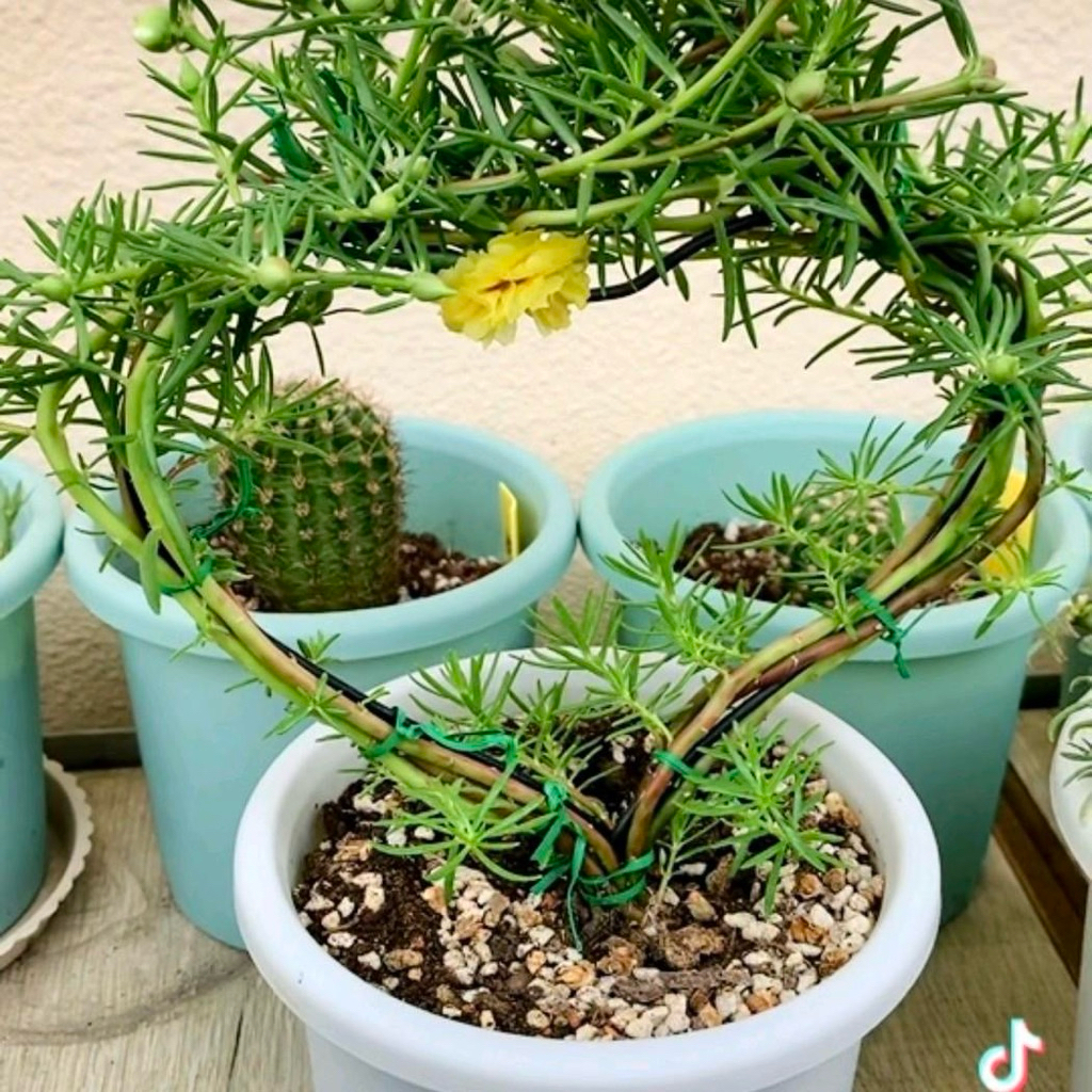Khung tạo hình bonsai cho hoa và cây cảnh hình tròn , hình trái tim