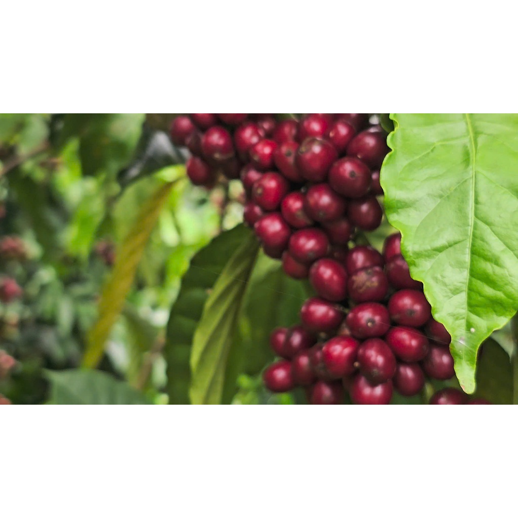Cà Phê Hạt Rang Mộc CF15 Coffee – Cà phê Người lính, Hạt To Tuyển Chọn, Robusta Đắk Lắk, Bịch 500g