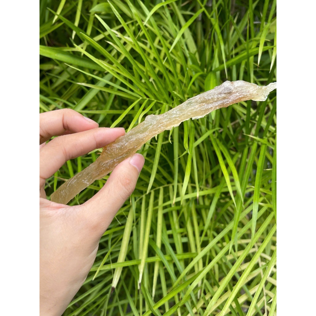 Mũ trôm sấy khô hàng sạch thơm cao cấp - Thảo Dược THAPHACO