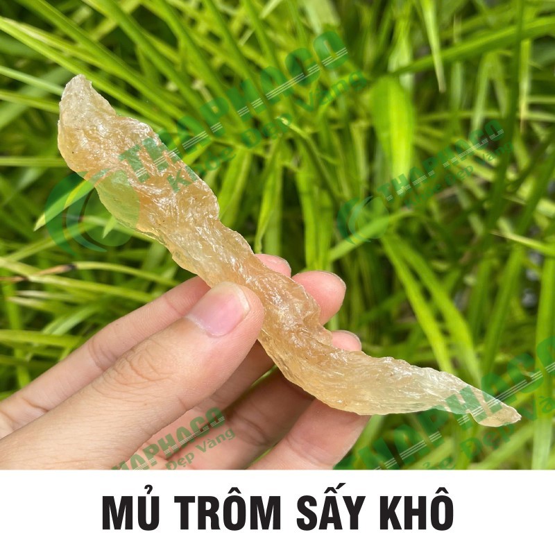 Mũ trôm sấy khô hàng sạch thơm cao cấp - Thảo Dược THAPHACO