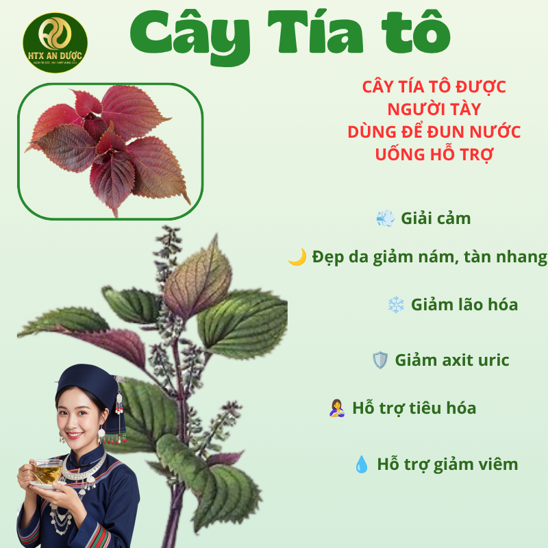 TRÀ BÚP TÍA TÔ AN DƯỢC - TRÀ SAO TÍA TÔ