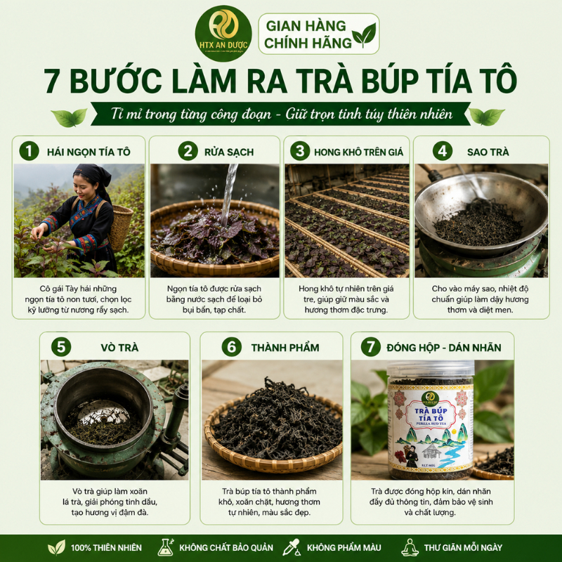 TRÀ BÚP TÍA TÔ AN DƯỢC - TRÀ SAO TÍA TÔ