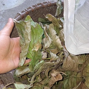 Lá trầu không phơi khô - Giảm viêm kháng khuẩn, giảm đau nhức xương khớp,...và nhiều bài thuốc khác rất tốt