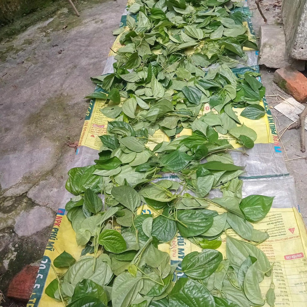 Lá trầu không phơi khô - Giảm viêm kháng khuẩn, giảm đau nhức xương khớp,...và nhiều bài thuốc khác rất tốt