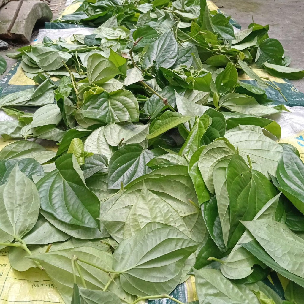 Lá trầu không phơi khô - Giảm viêm kháng khuẩn, giảm đau nhức xương khớp,...và nhiều bài thuốc khác rất tốt