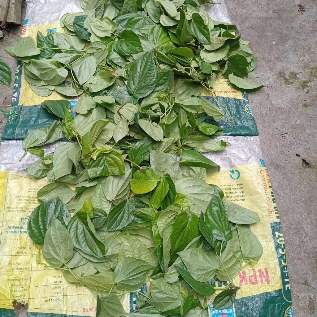 Lá trầu không phơi khô - Giảm viêm kháng khuẩn, giảm đau nhức xương khớp,...và nhiều bài thuốc khác rất tốt