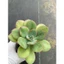 COMBO 10 cây sen đá nhiều loại khác nhau, giao ngẫu nhiên!
