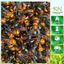 Ong Đất Rừng Nguyên Con 100gr| Hàng Đẹp Tuyển Chọn Sạch Thơm Đặc Sản Tây Bắc