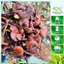 Nấm Linh Chi Đỏ Vụ Mới | Thơm Đậm Tự Nhiên Khô Sạch Không Mọt Hàng Đẹp 500gr