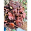Nấm Linh Chi Đỏ Vụ Mới | Thơm Đậm Tự Nhiên Khô Sạch Không Mọt Hàng Đẹp 500gr