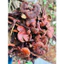 Nấm Linh Chi Đỏ Vụ Mới | Thơm Đậm Tự Nhiên Khô Sạch Không Mọt Hàng Đẹp 500gr