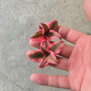 Dứa Phụng Hồng Mini