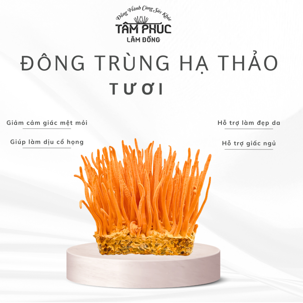 Đông Trùng Hạ Thảo Tươi Hộp 150g Tâm Phúc Lâm Đồng Bồi Bổ Hằng Ngày Đóng Thùng Xốp Và Đá Khô
