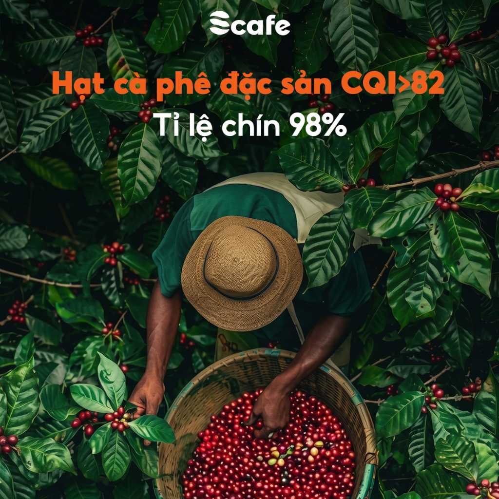 Cà Phê Muối Hoà Tan Vị Huế, Cafe hạt Fine Robusta Scafe Vietnam