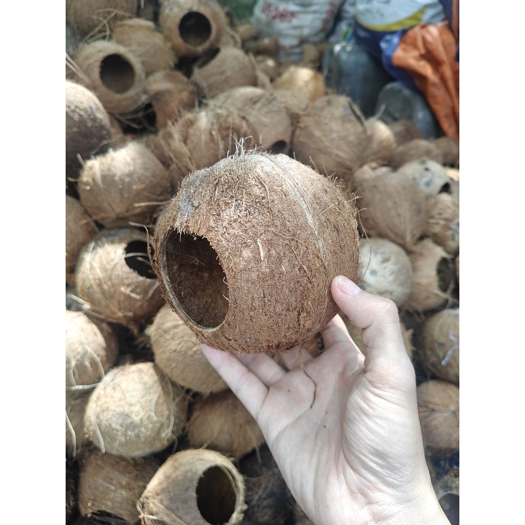 Gáo dừa thô - Gáo tổ chim, tổ sóc...