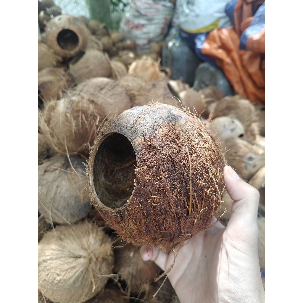 Gáo dừa thô - Gáo tổ chim, tổ sóc...