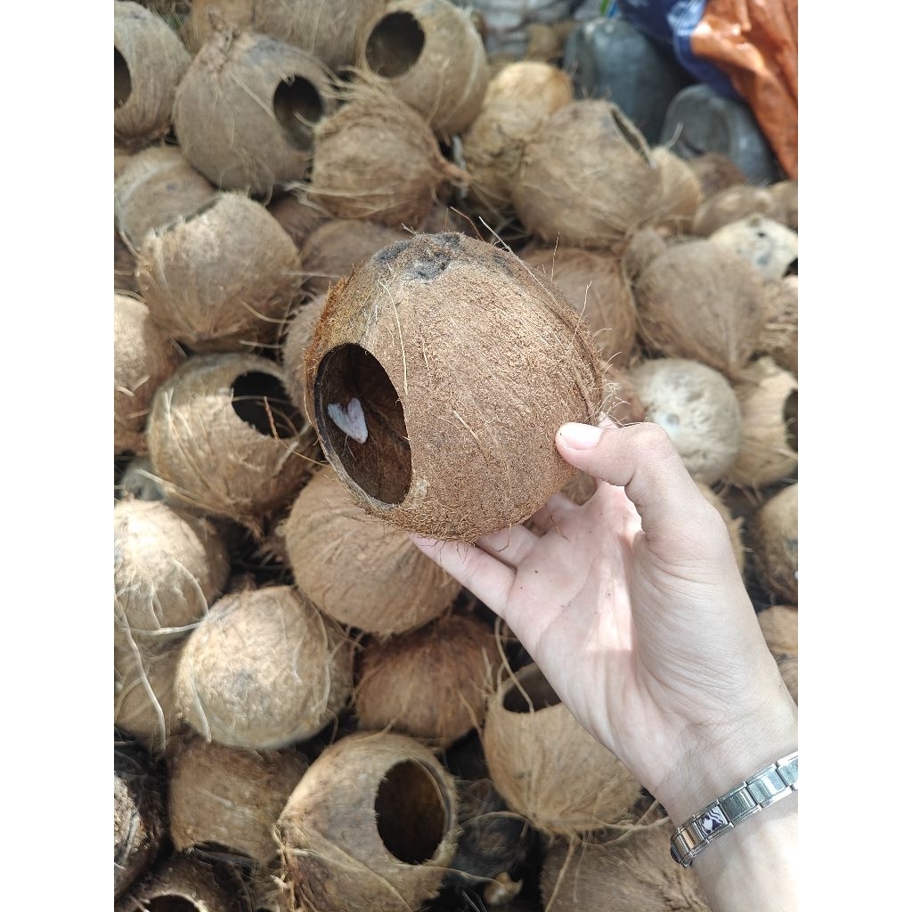Gáo dừa thô - Gáo tổ chim, tổ sóc...
